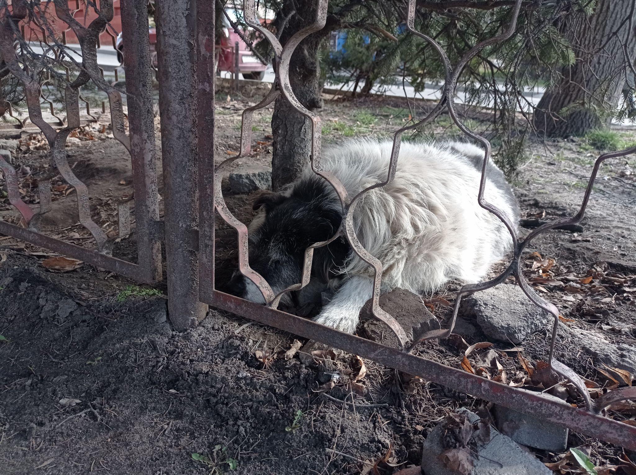 Новини Тернополя - фото з У Тернополі люди зробили нічліг для собак на зупинці. А що ви про це думаєте?