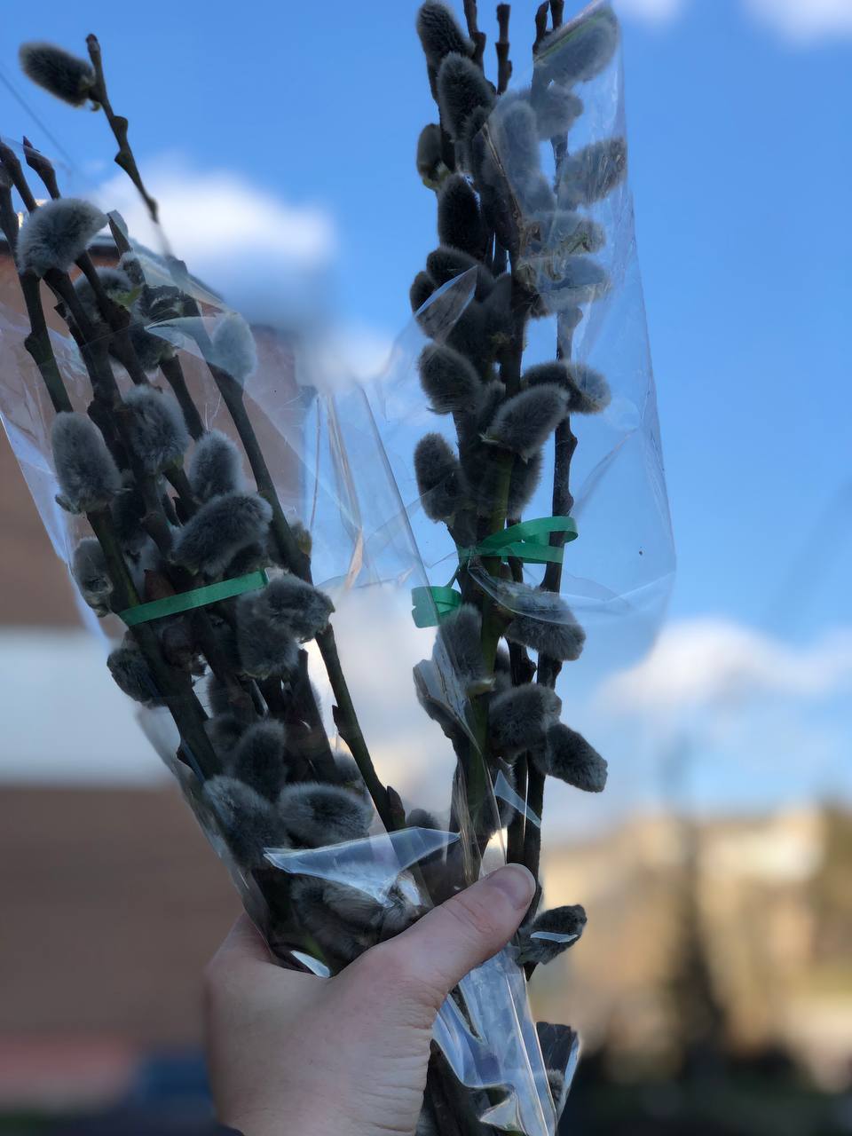 Новини Тернополя - фото з У Тернополі вже продають вербові котики: скільки коштують букети і як отримати знижку