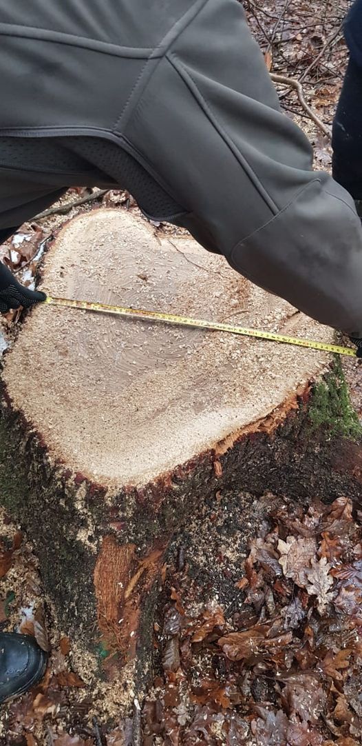 Новини Тернополя - фото з На Тернопільщині судитимуть лісника, який незаконно зрубав понад 30 дерев