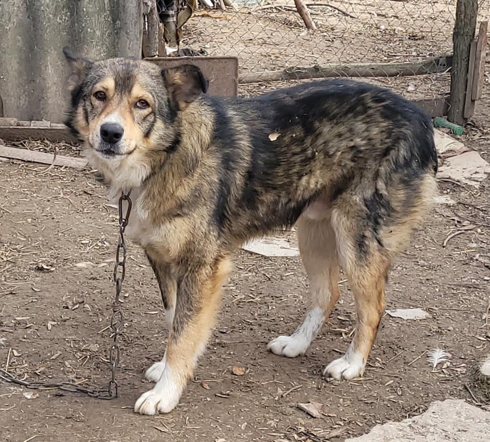 Новини Вінниці - фото з На Вінниччині господар вішав на дереві собаку, та люди врятували. Поліція відкрила справу