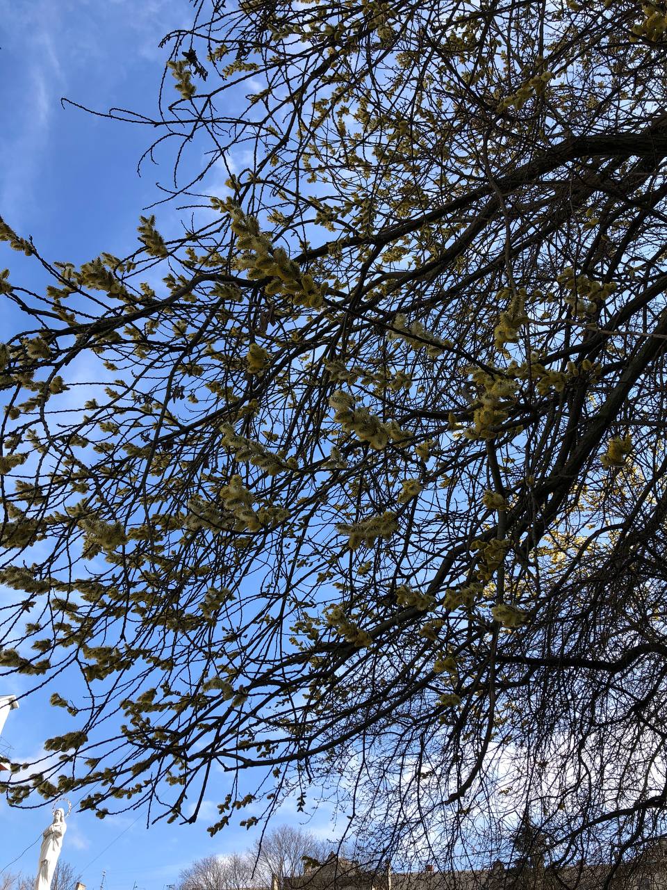 Новини Тернополя - фото з Як виглядає весняний Тернопіль у деталях