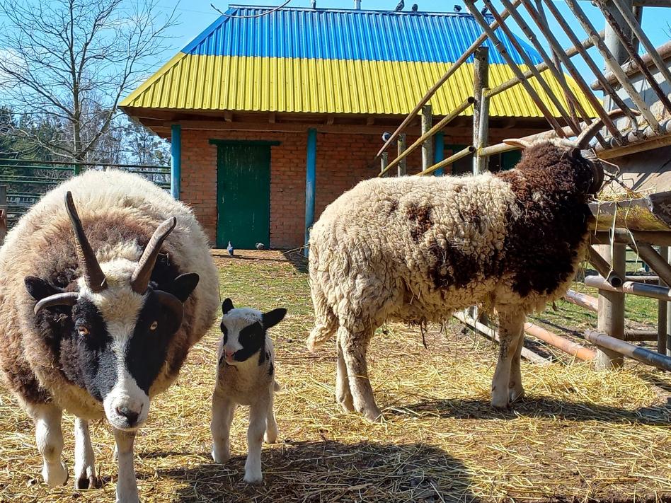 Новини Вінниці - фото з Вівці святого Якова народили ягнят: у Подільському зоопарку знову поповнення