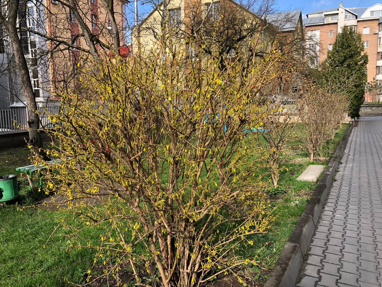 Новини Тернополя - фото з Як виглядає весняний Тернопіль у деталях