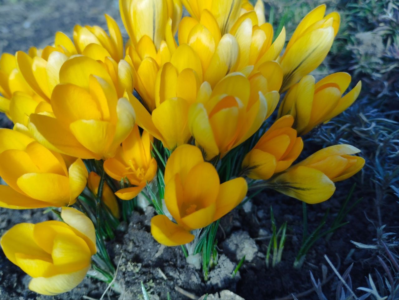 Новини Тернополя - фото з Як виглядає весняний Тернопіль у деталях