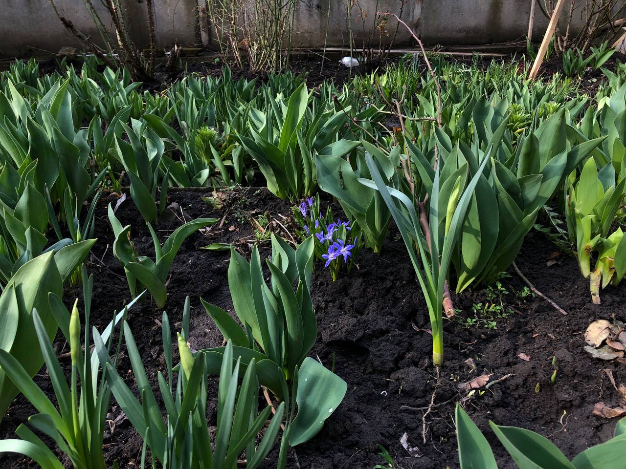 Новини Тернополя - фото з Як виглядає весняний Тернопіль у деталях