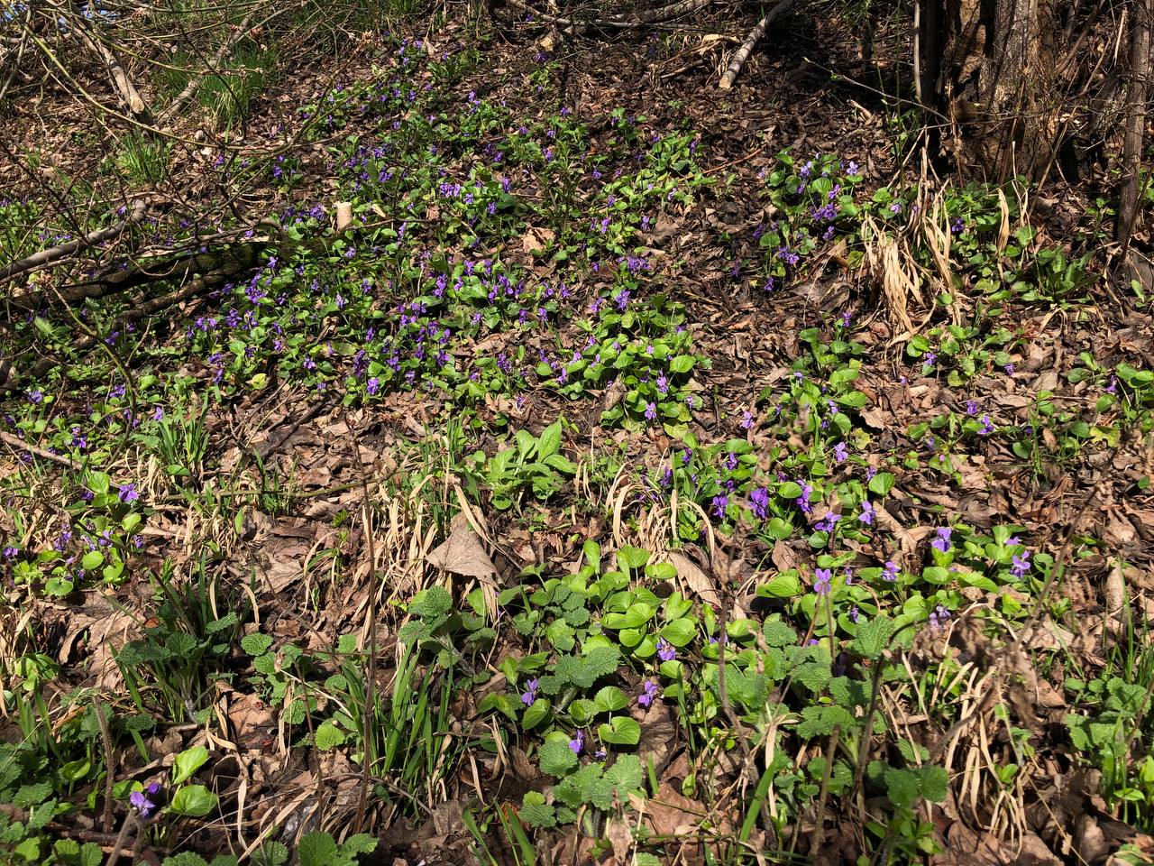 Новини Тернополя - фото з Як виглядає весняний Тернопіль у деталях