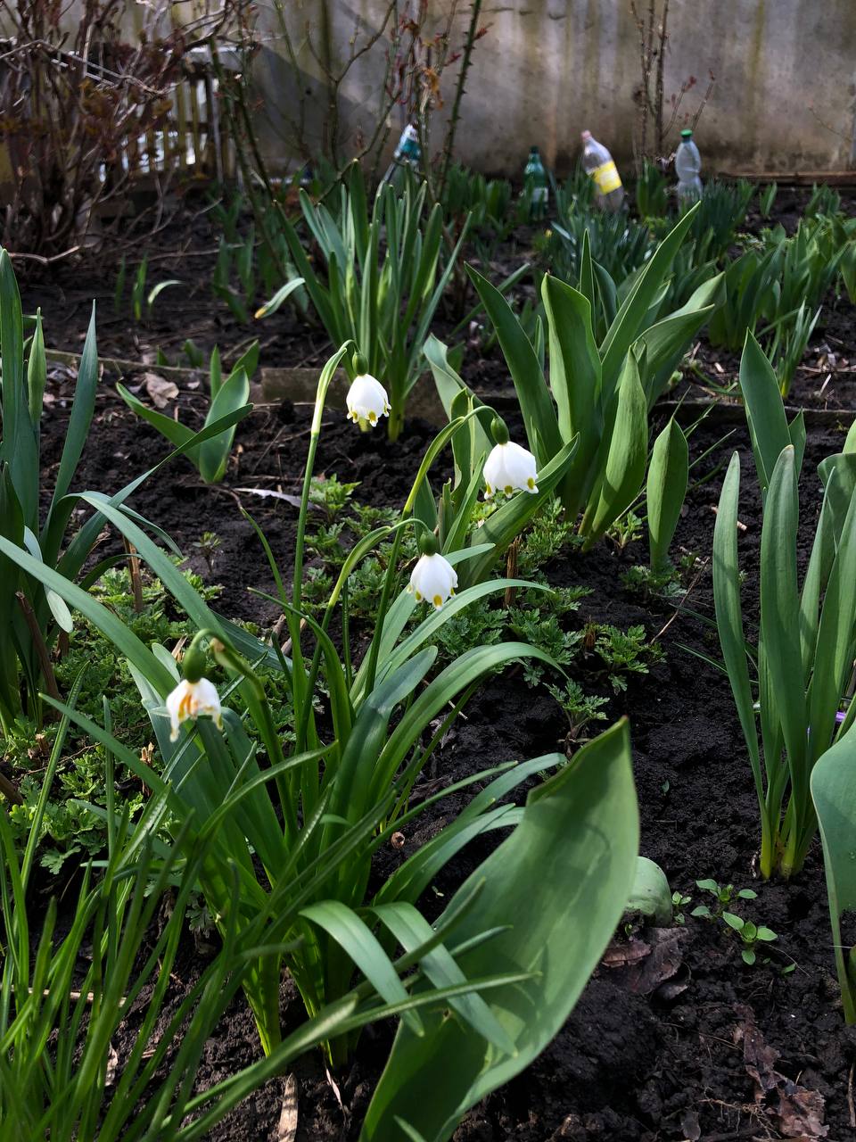 Новини Тернополя - фото з Як виглядає весняний Тернопіль у деталях