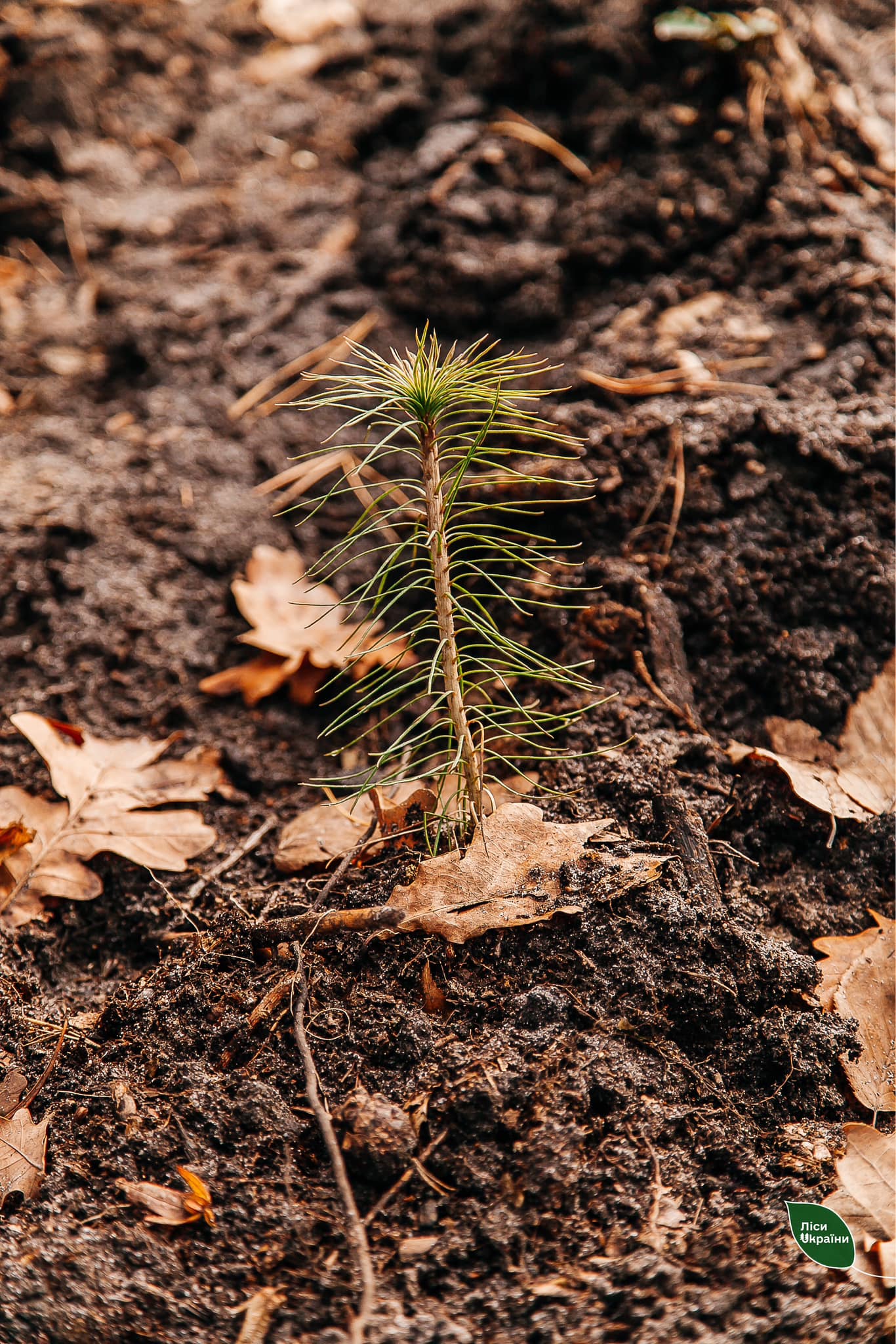 Новини Хмельницького - фото з Вперше в Україні: ліси на Хмельниччині садитимуть за допомогою фінських машин