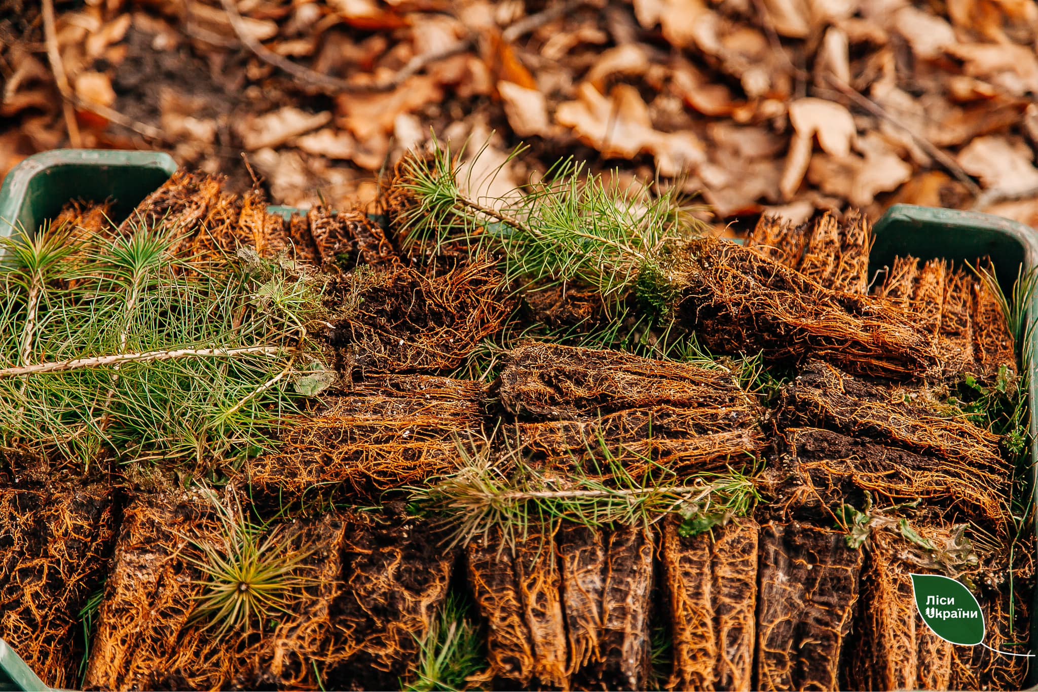 Новини Хмельницького - фото з Вперше в Україні: ліси на Хмельниччині садитимуть за допомогою фінських машин