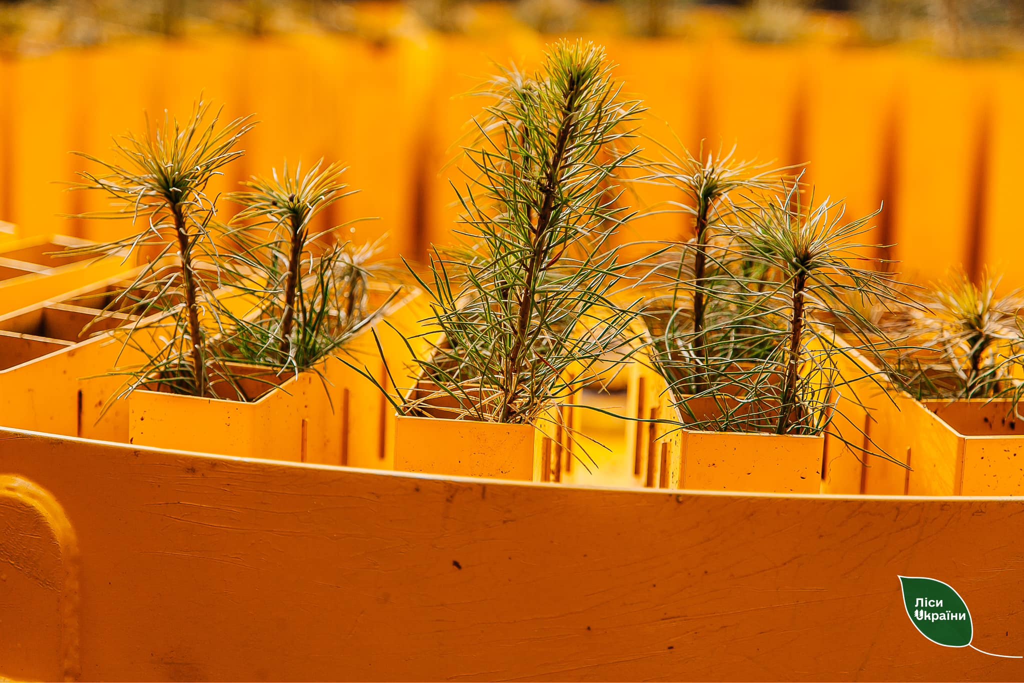 Новини Хмельницького - фото з Вперше в Україні: ліси на Хмельниччині садитимуть за допомогою фінських машин