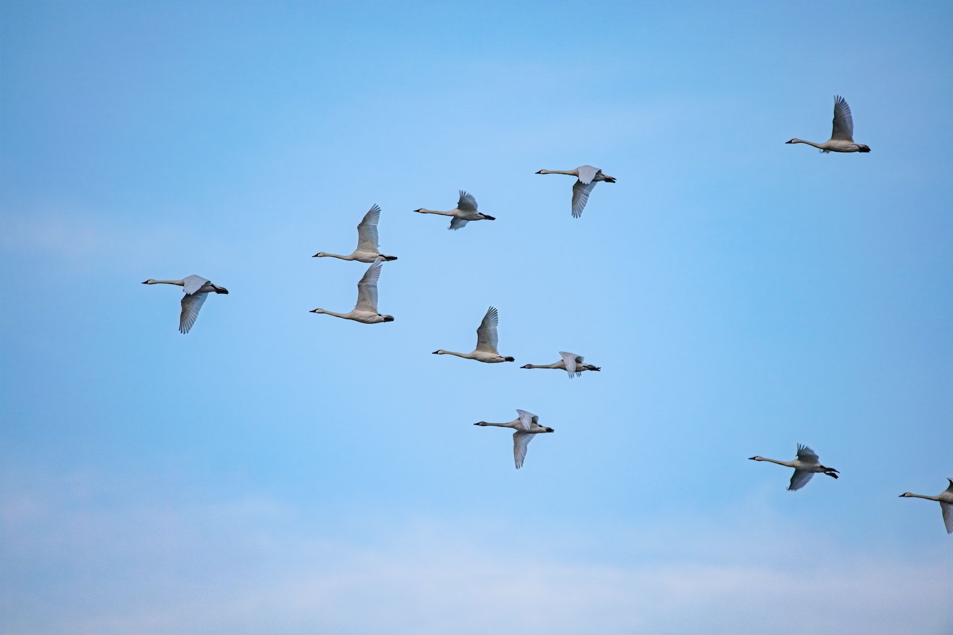 Новини Козятина - фото з На Теплого Олекса дивилися, яким буде день: дізнайтесь про прикмети та заборони 30 березня 30 березня високо летять гуси — буде снігопад / © Pexels