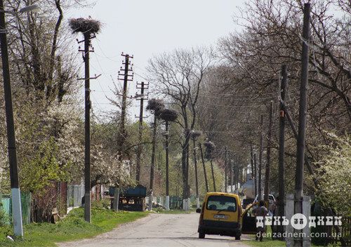 Новини Хмельницького - фото з На Шепетівщині відновлюють лелечі гнізда