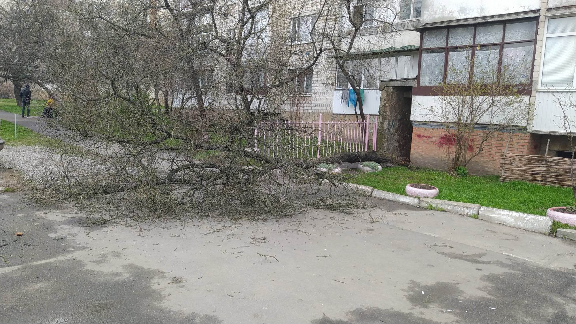 Новини Вінниці - фото з Куди звертатися, якщо через негоду у мене у дворі впало дерево чи треба зрізати аварійне?