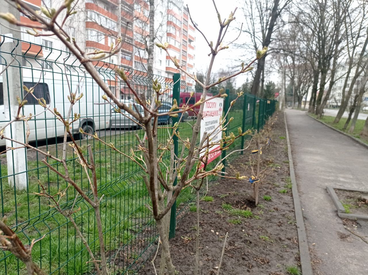 Новини Тернополя - фото з На алеї пам'яті полеглих Героїв України розпустилась калина (ФОТО ДНЯ)