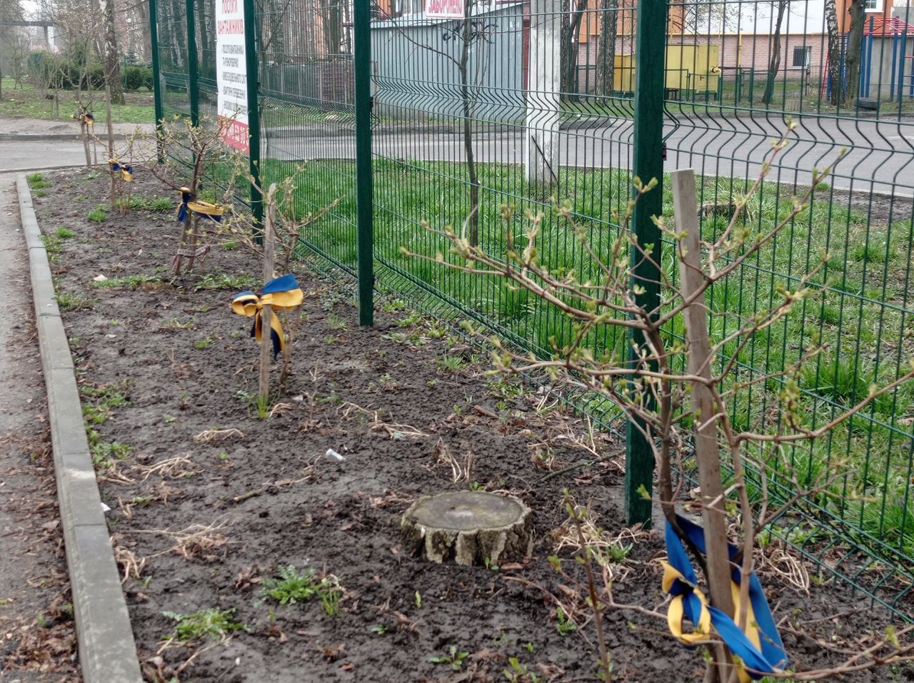 Новини Тернополя - фото з На алеї пам'яті полеглих Героїв України розпустилась калина (ФОТО ДНЯ)