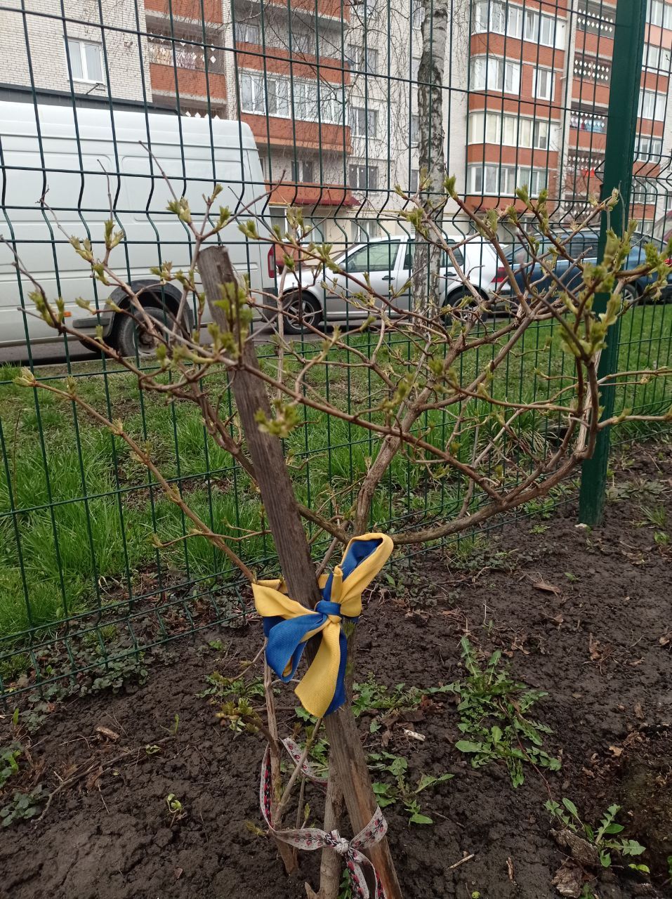 Новини Тернополя - фото з На алеї пам'яті полеглих Героїв України розпустилась калина (ФОТО ДНЯ)