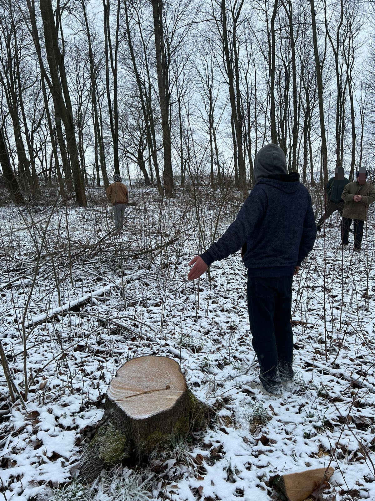 Новини Тернополя - фото з Ото нарубав дров на понад 270 тисяч гривень! Жителя Тернопільщини судитимуть за злочин