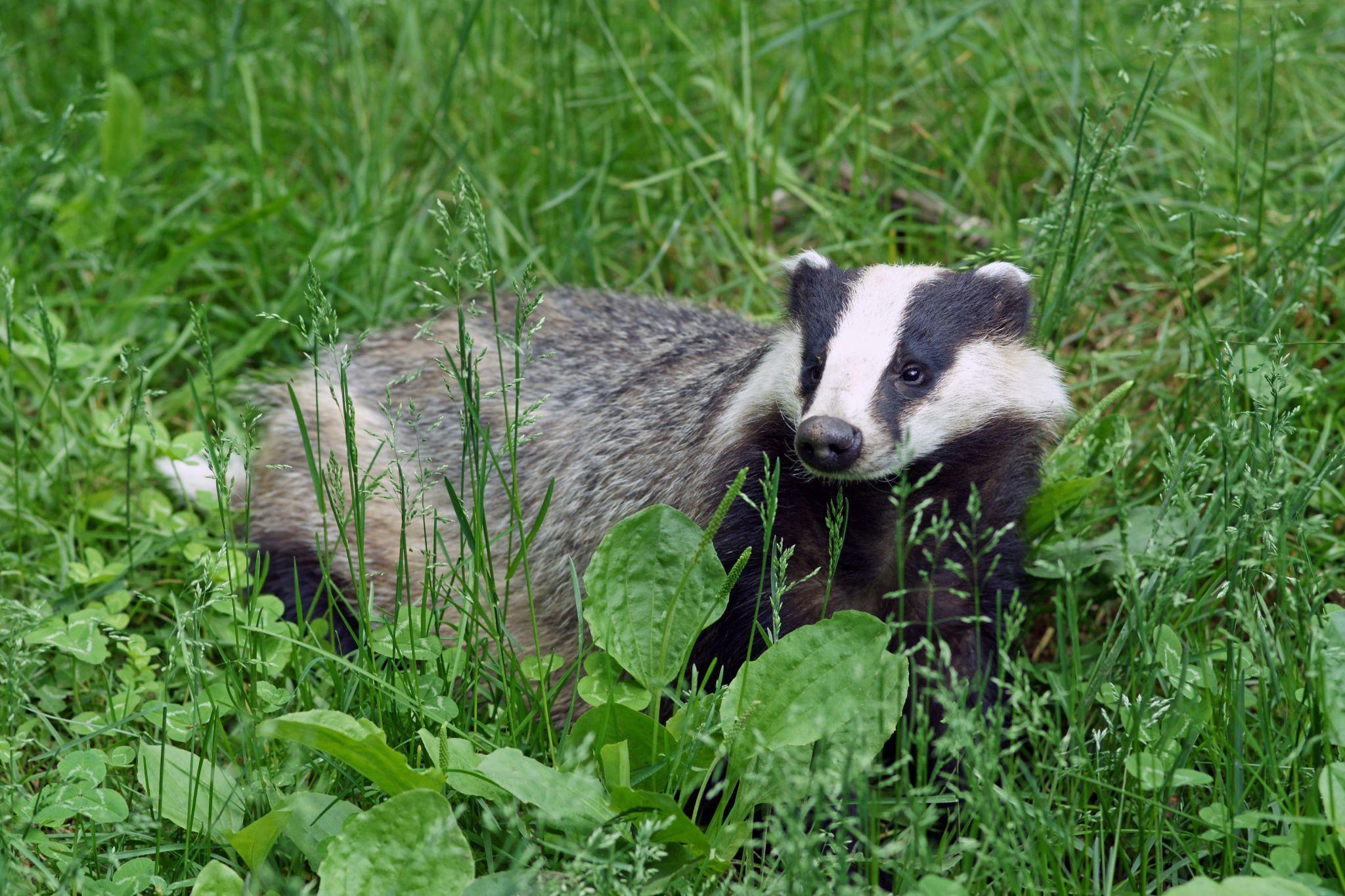 Новини Тернополя - фото з На фотокамеру заповідника «Медобори» позували унікальні тварини