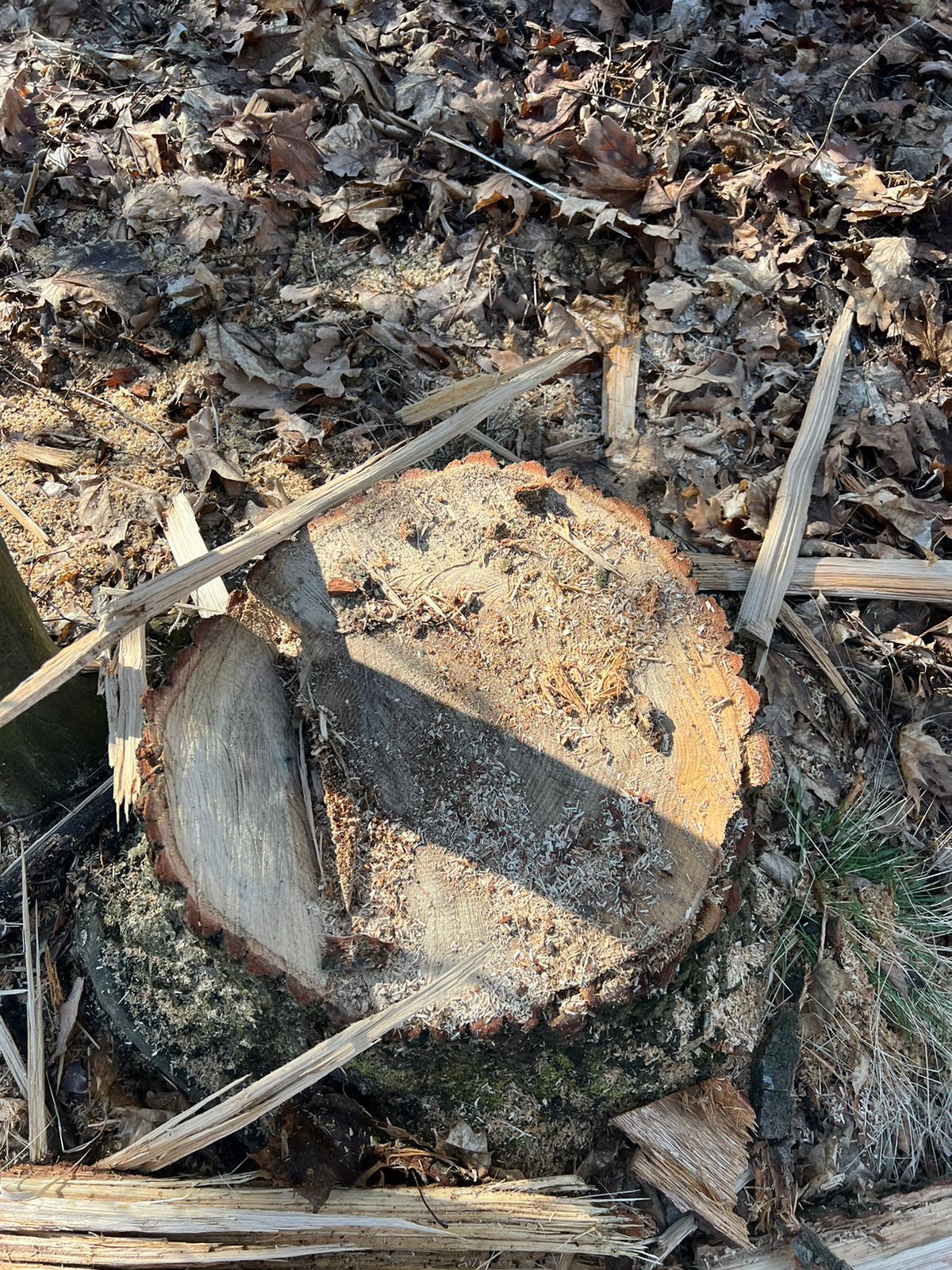 Новини Тернополя - фото з Ото нарубав дров на понад 270 тисяч гривень! Жителя Тернопільщини судитимуть за злочин