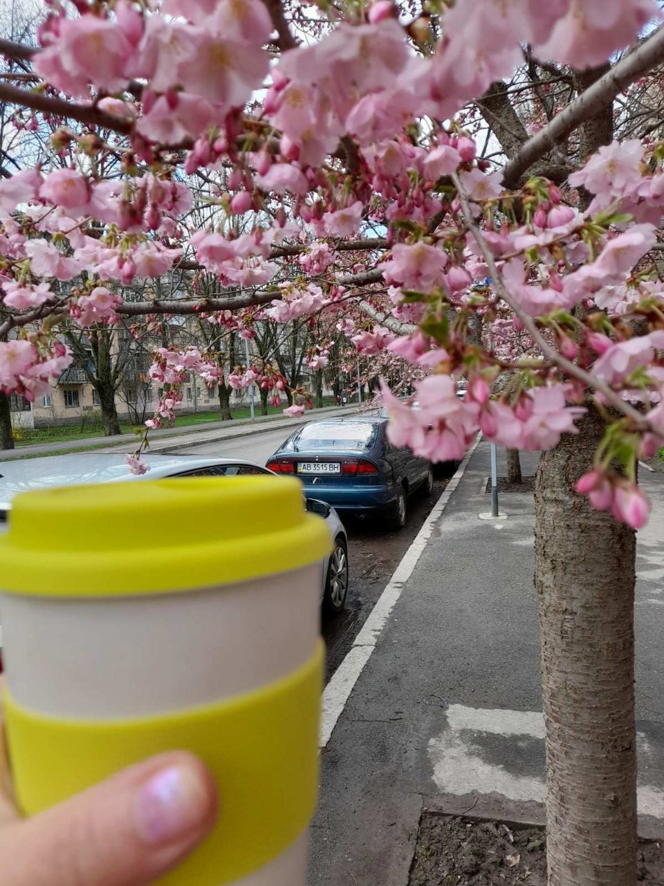 Новини Вінниці - фото з Сезон фотосесій на Порика офіційно відкритий. У Вінниці зацвіли сакури (ФОТО ДНЯ)