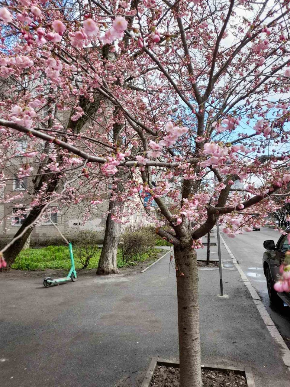 Новини Вінниці - фото з Сезон фотосесій на Порика офіційно відкритий. У Вінниці зацвіли сакури (ФОТО ДНЯ)