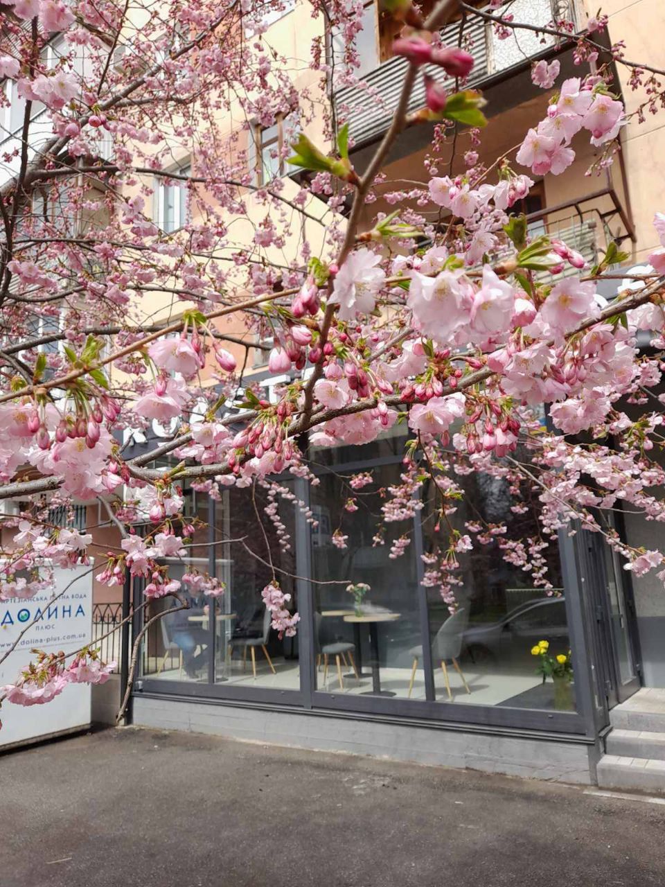 Новини Вінниці - фото з Сезон фотосесій на Порика офіційно відкритий. У Вінниці зацвіли сакури (ФОТО ДНЯ)