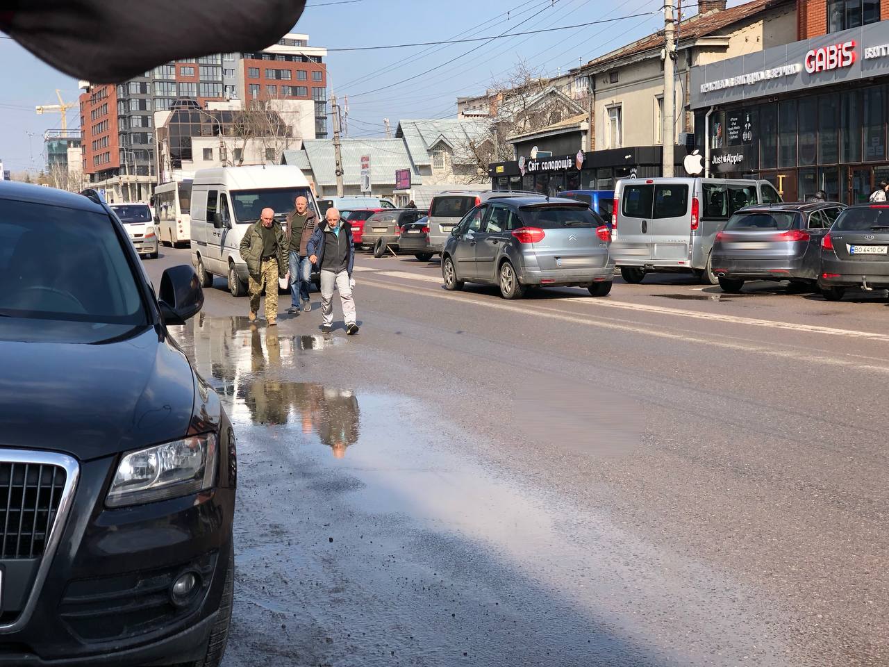 Новини Тернополя - фото з Невже мають дев'ять життів? Запитали у тернополян, чому вони перебігають дорогу перед автівками