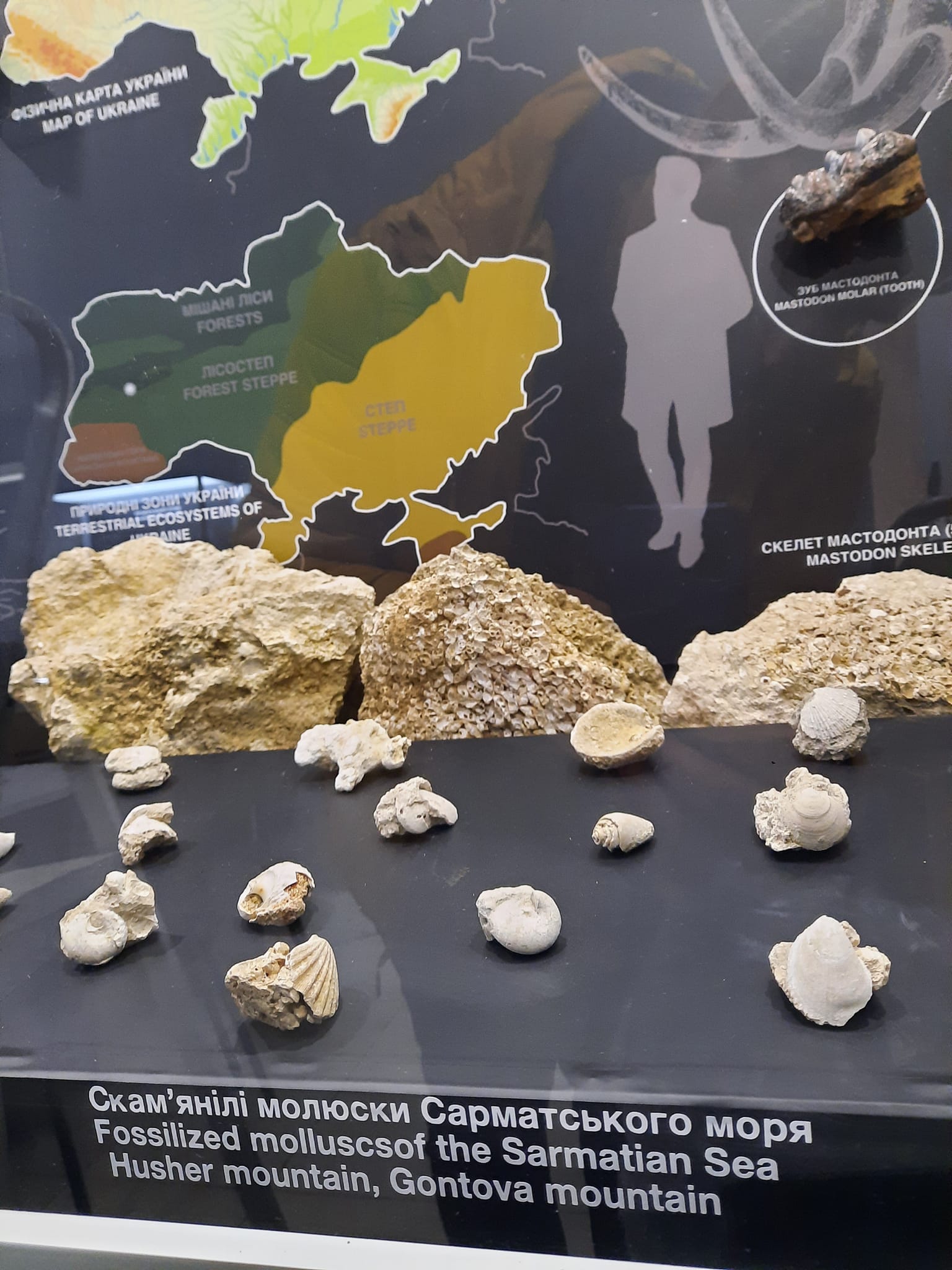 Новини Тернополя - фото з Артефакт з мезоліту поповнив колекцію Залозецького музею