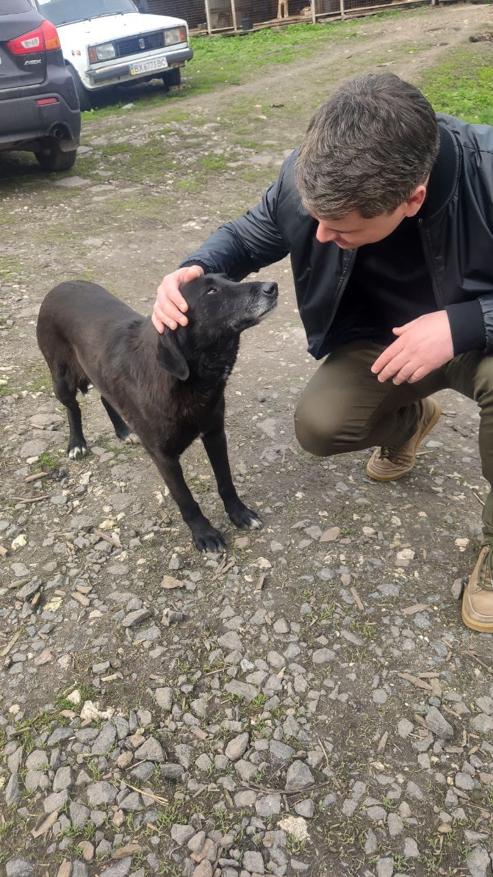 Новини Хмельницького - фото з Понад 1000 безпритульних тварин планують стерилізувати у Хмельницькому