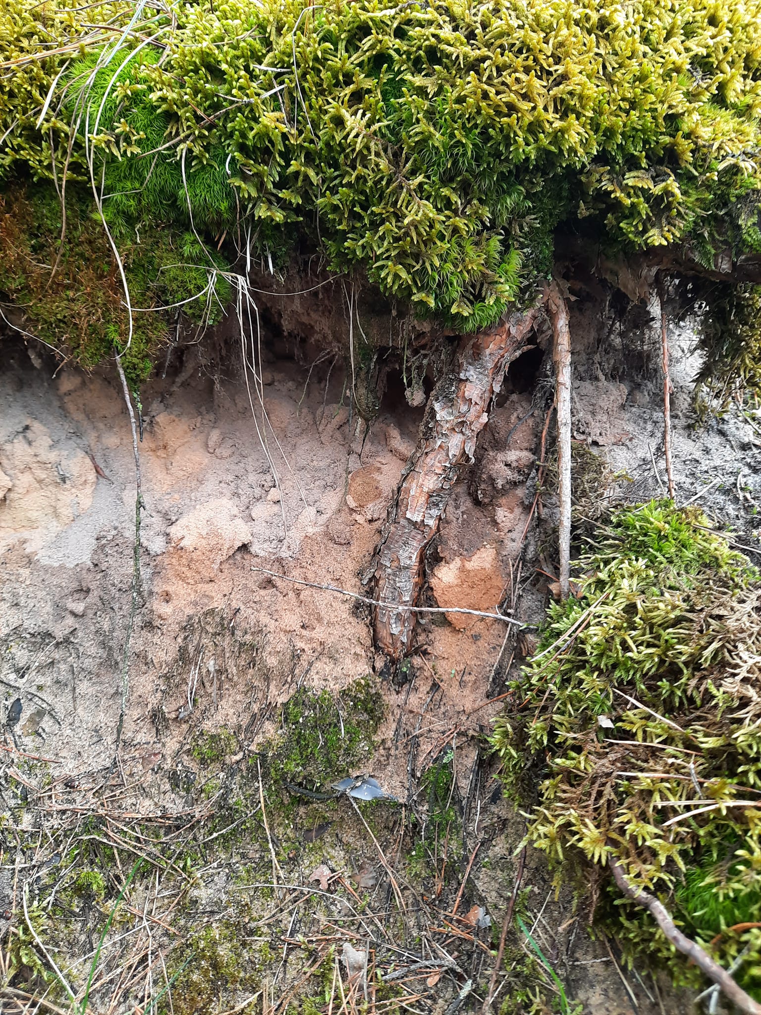 Новини Тернополя - фото з Артефакт з мезоліту поповнив колекцію Залозецького музею
