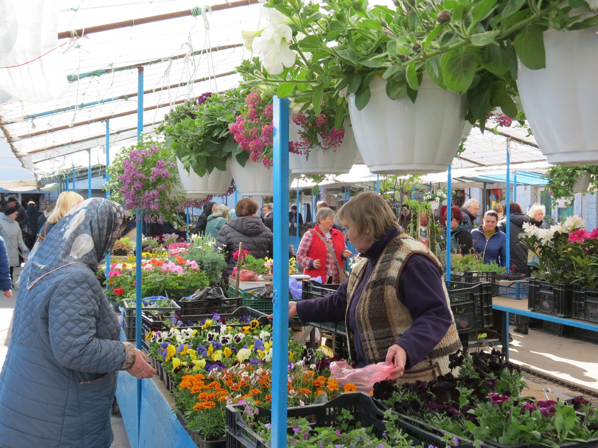 Новини Тернополя - фото з Квітковий ринок аж «гуде». Скільки коштують рослини і що найчастіше купують тернополяни? (РЕПОРТАЖ)