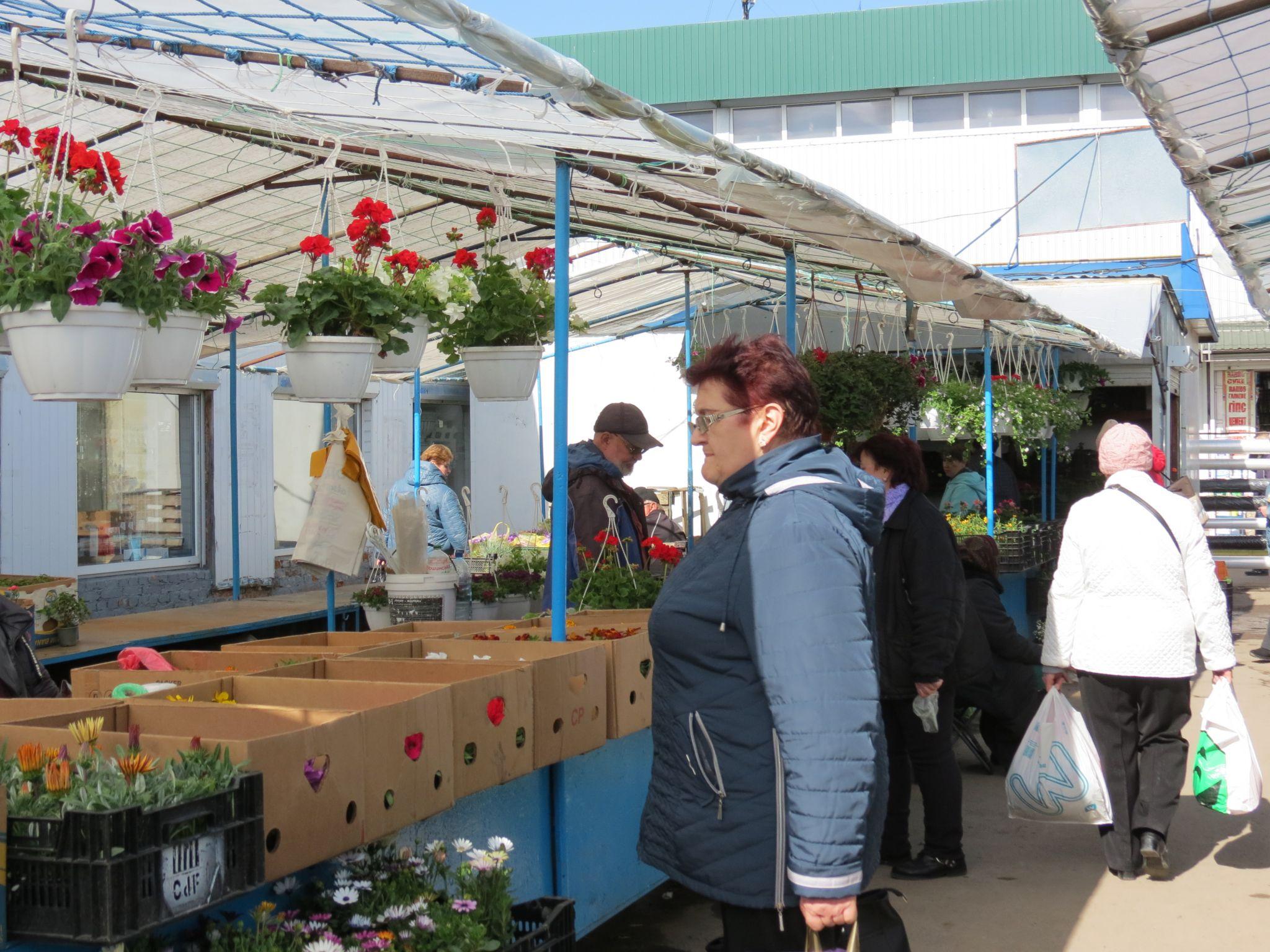 Новини Тернополя - фото з Квітковий ринок аж «гуде». Скільки коштують рослини і що найчастіше купують тернополяни? (РЕПОРТАЖ)