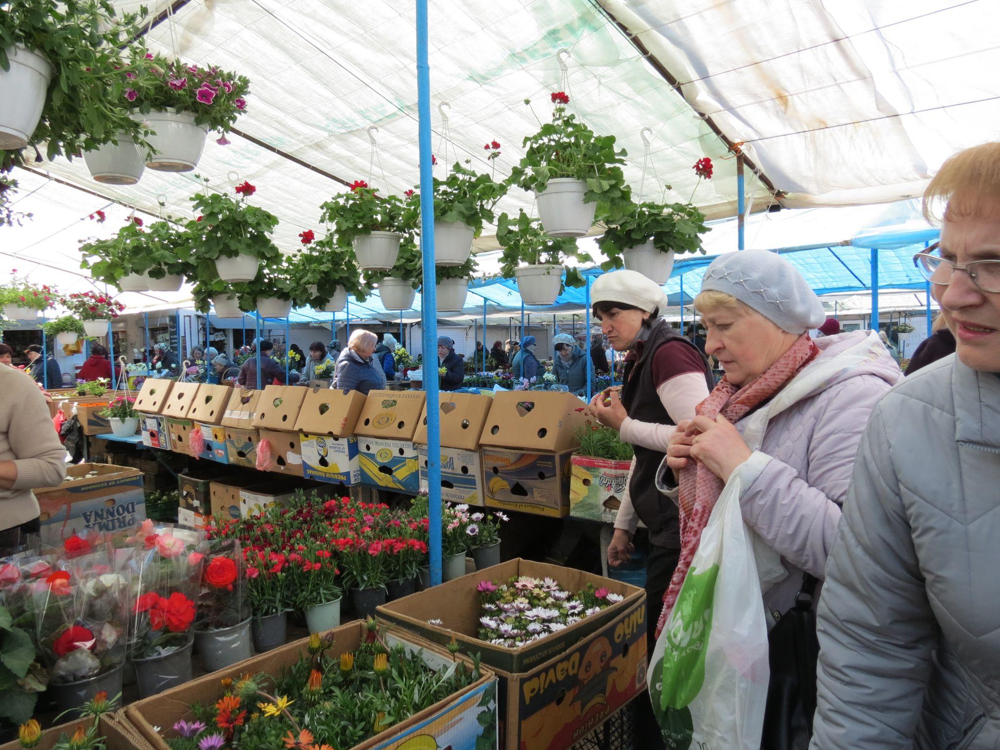 Новини Тернополя - фото з Квітковий ринок аж «гуде». Скільки коштують рослини і що найчастіше купують тернополяни? (РЕПОРТАЖ)