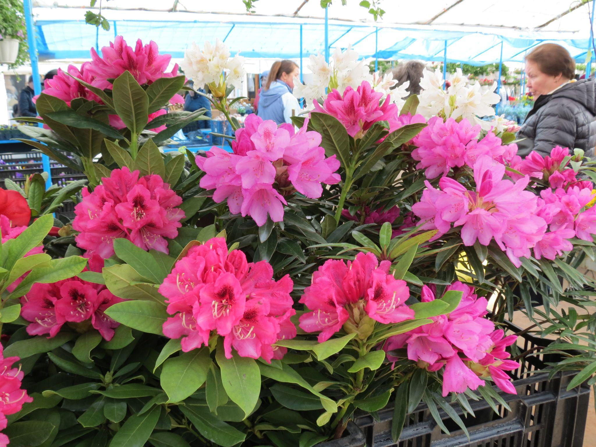 Новини Тернополя - фото з Квітковий ринок аж «гуде». Скільки коштують рослини і що найчастіше купують тернополяни? (РЕПОРТАЖ)