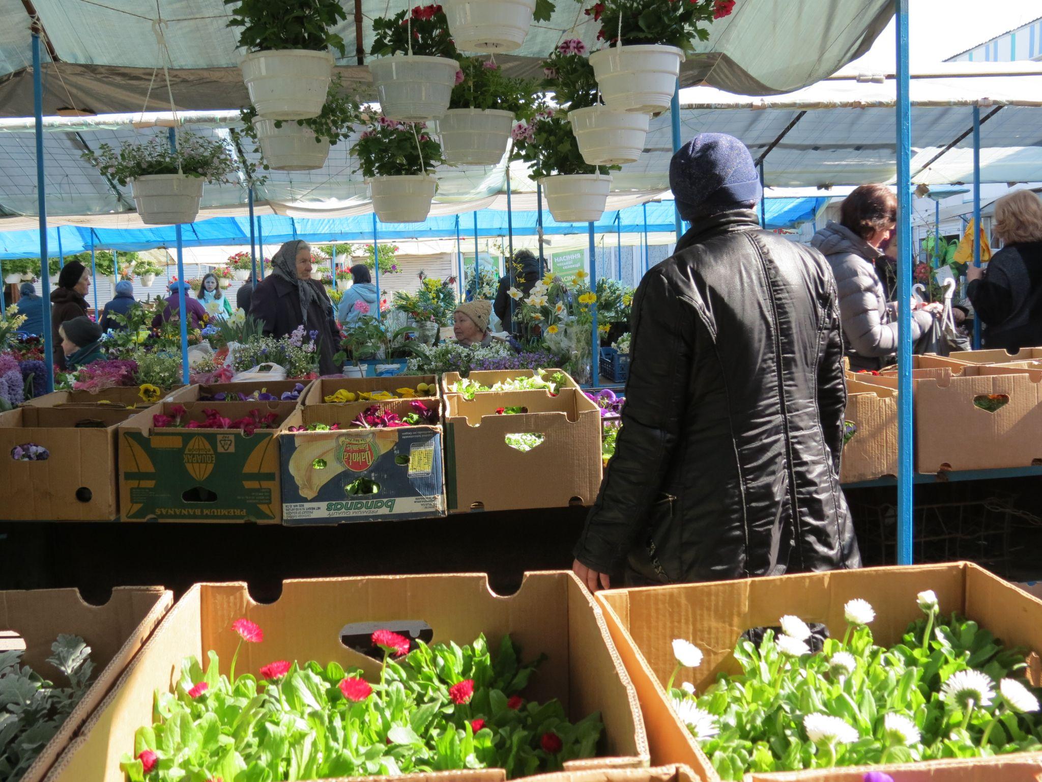 Новини Тернополя - фото з Квітковий ринок аж «гуде». Скільки коштують рослини і що найчастіше купують тернополяни? (РЕПОРТАЖ)
