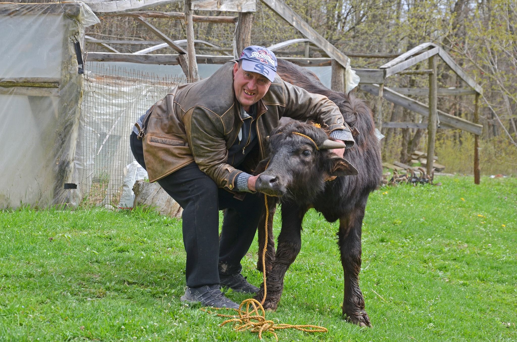 Новини Тернополя - фото з Чортків’янин Олег Сович створює буйволину ферму