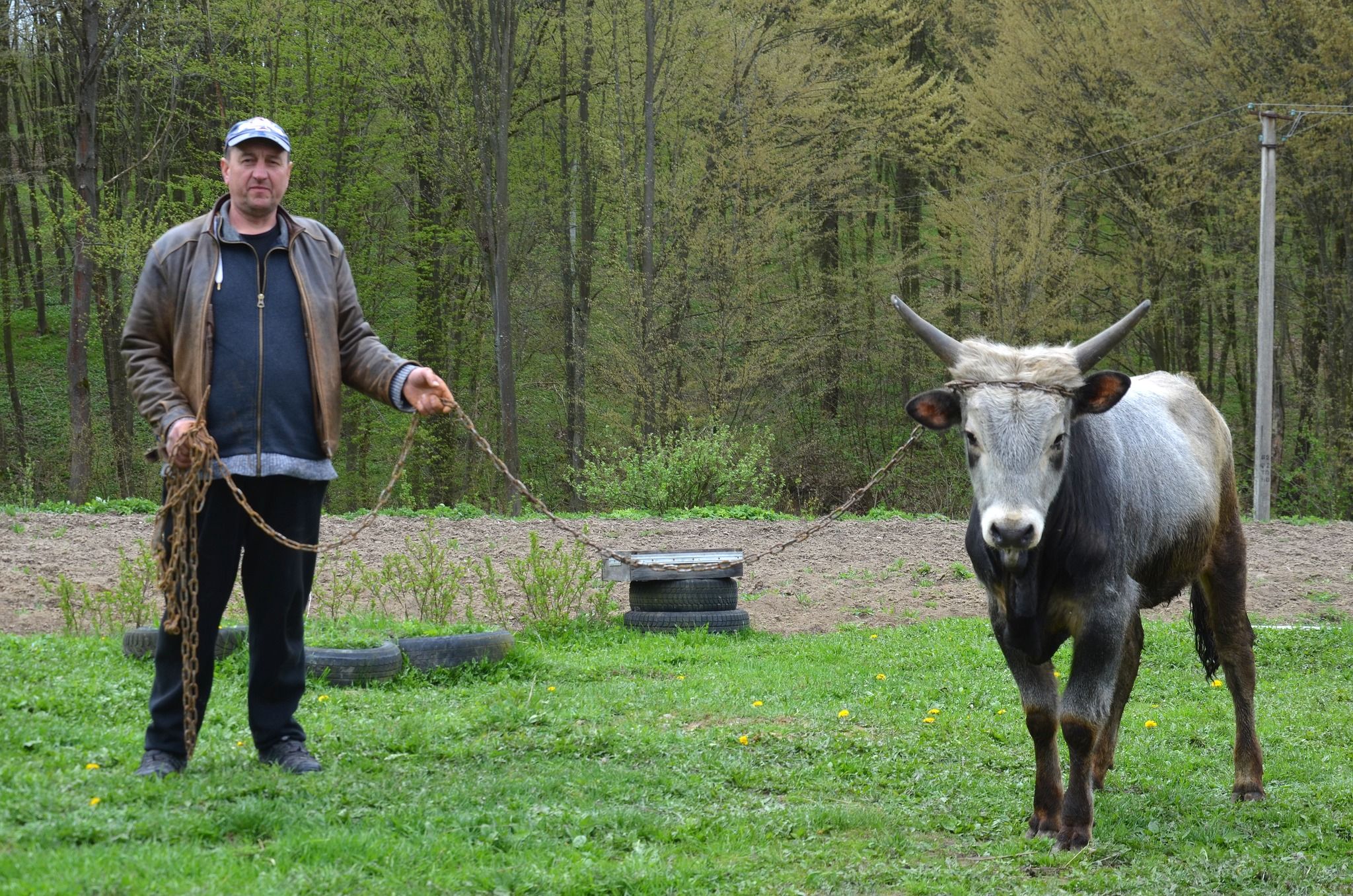 Новини Тернополя - фото з Чортків’янин Олег Сович створює буйволину ферму