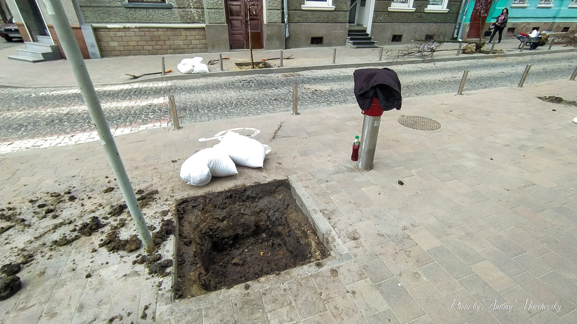 Новини Тернополя - фото з На Чорновола замість червонолистих кленів висаджують декоративні сливи