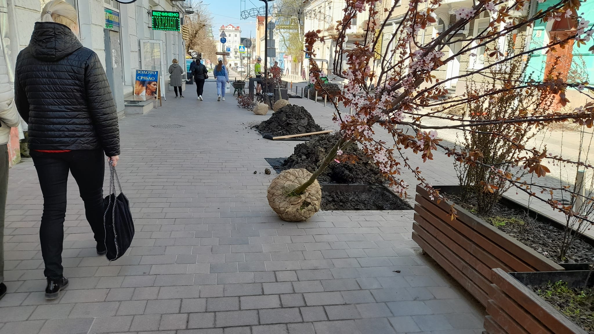 Новини Тернополя - фото з На Чорновола замість червонолистих кленів висаджують декоративні сливи