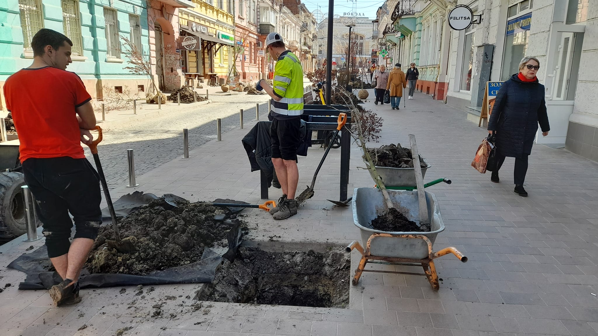 Новини Тернополя - фото з На Чорновола замість червонолистих кленів висаджують декоративні сливи