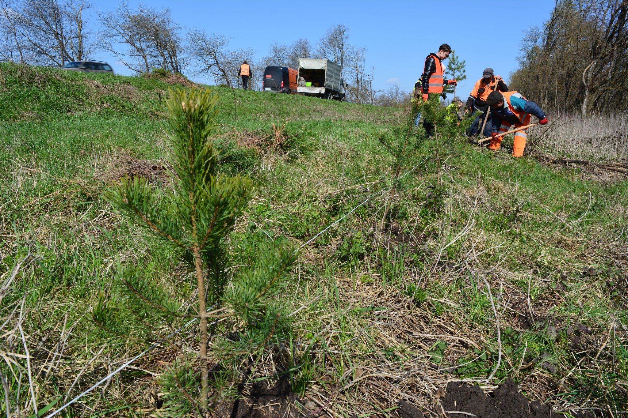 Новини Тернополя - фото з Дороги Тернопільщини захищатимуть 1000 нових дерев