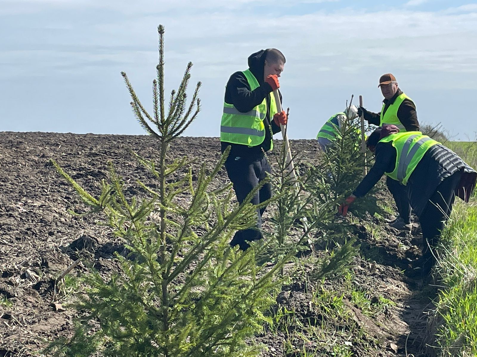 Новини Тернополя - фото з Дороги Тернопільщини захищатимуть 1000 нових дерев