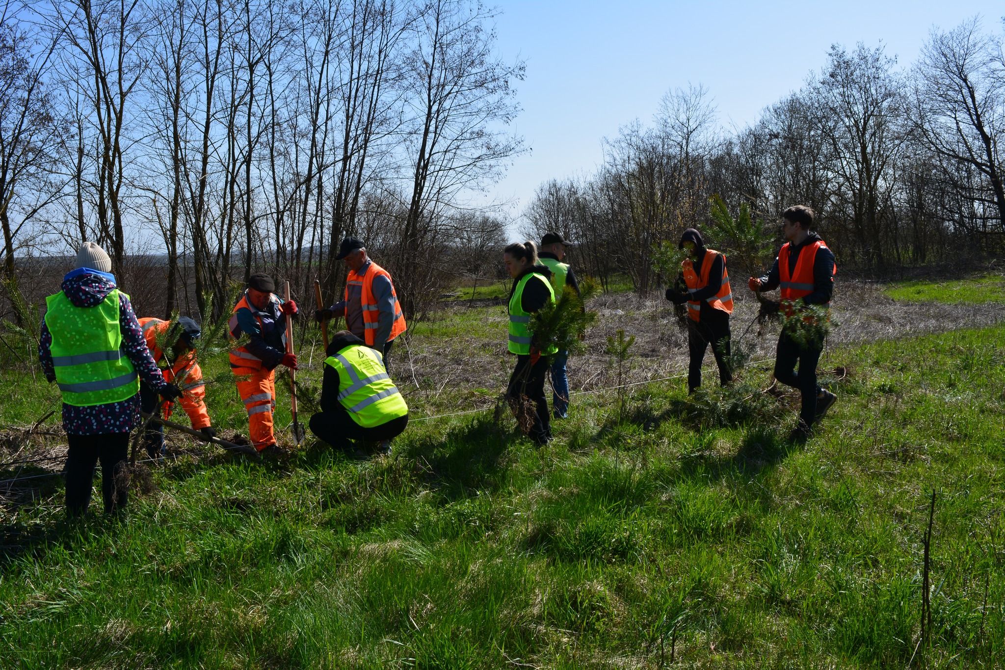 Новини Тернополя - фото з Дороги Тернопільщини захищатимуть 1000 нових дерев