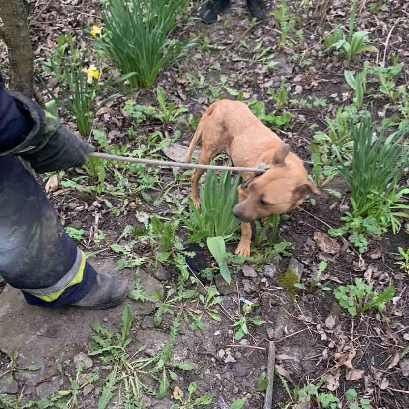 Новини Козятина - фото з Врятували від голодної смерті: козятинські рятувальники дістали з пастки двох переляканих псів