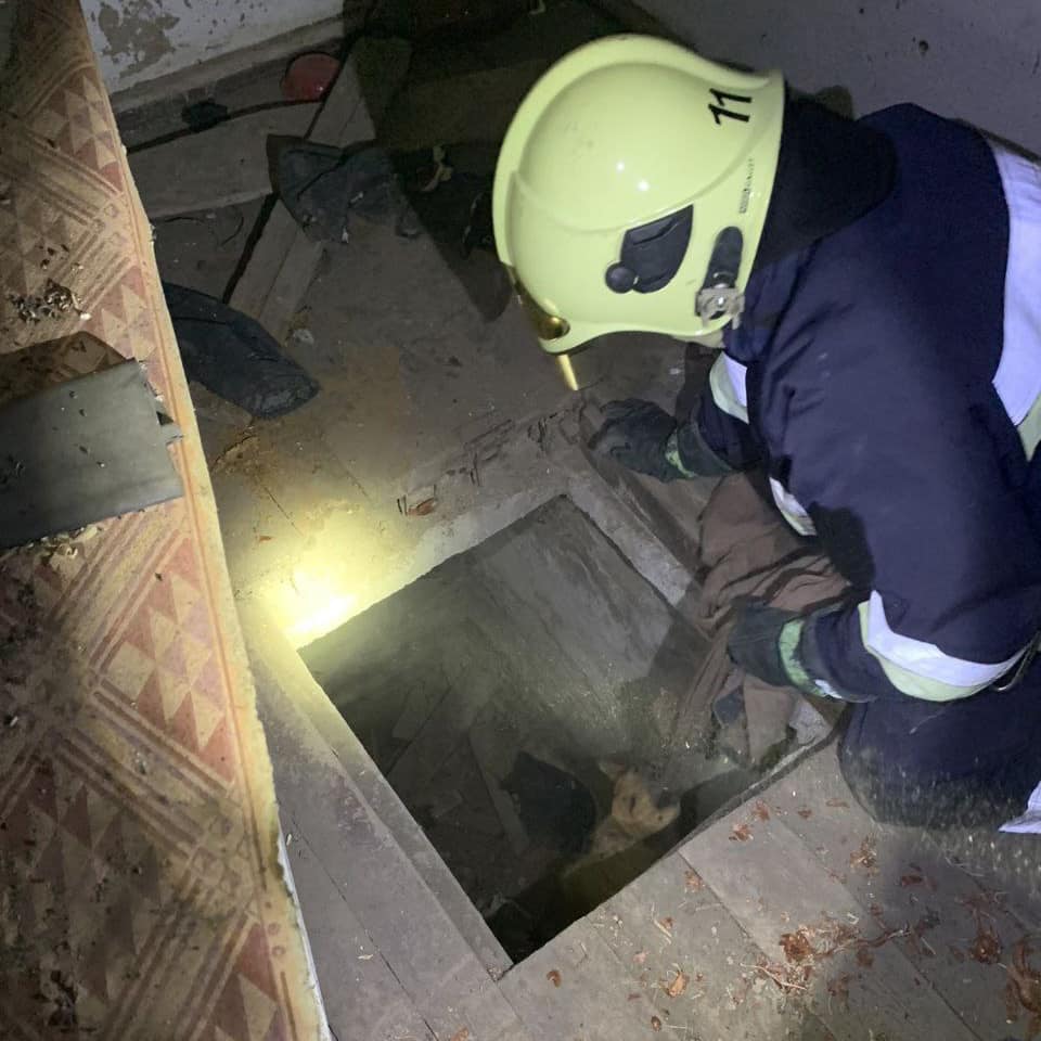 Новини Козятина - фото з Врятували від голодної смерті: козятинські рятувальники дістали з пастки двох переляканих псів