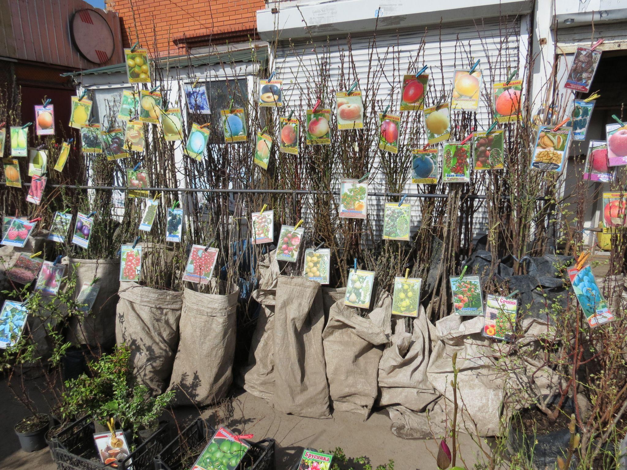 Новини Тернополя - фото з Де придбати ідеальні плодові дерева та як правильно їх садити: радить розсадник з Тернополя