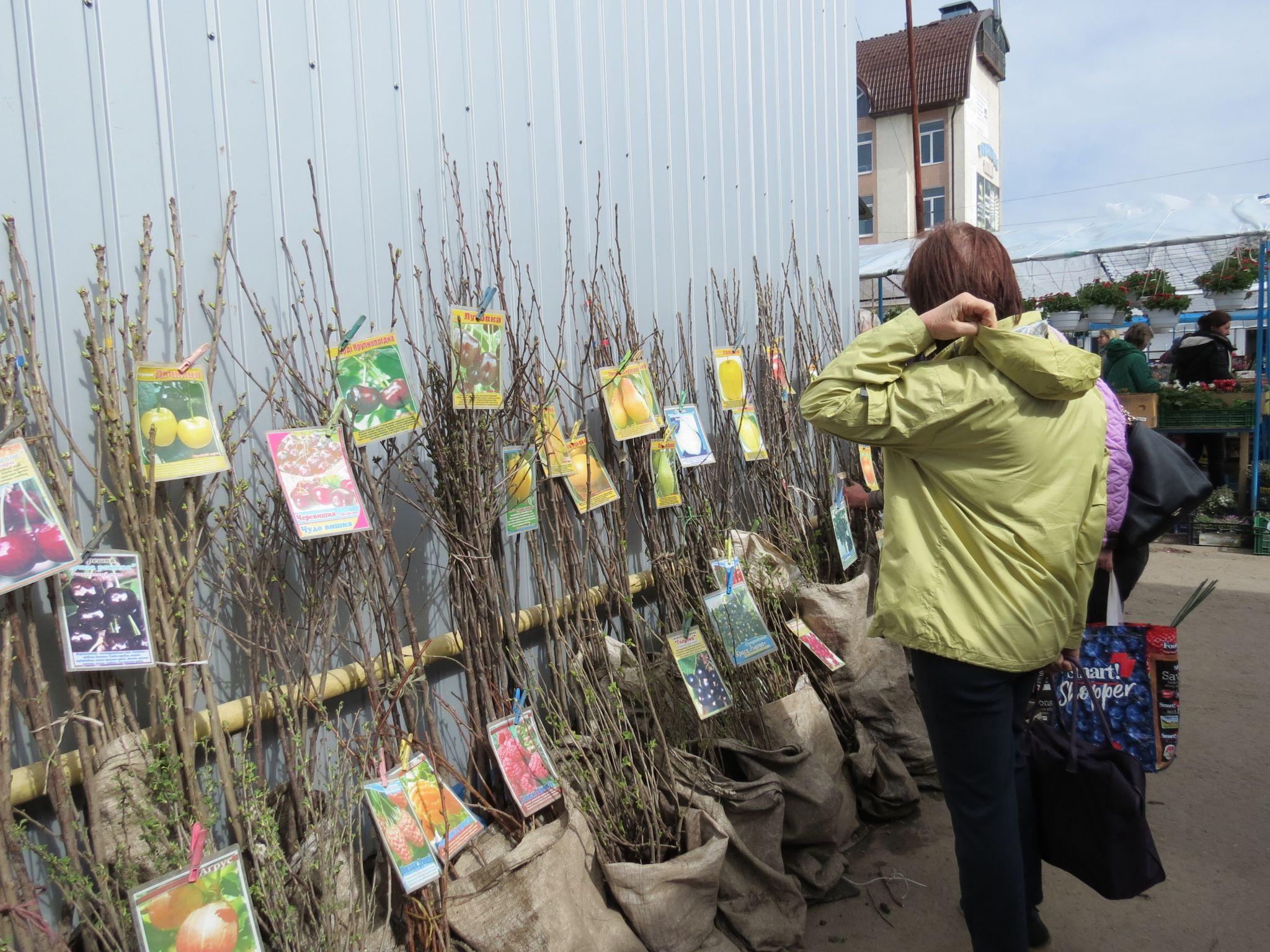 Новини Тернополя - фото з Де придбати ідеальні плодові дерева та як правильно їх садити: радить розсадник з Тернополя