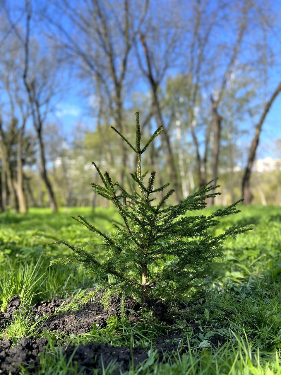 Новини Тернополя - фото з У Тернополі висадили дерева в пам'ять про загиблих на виробництві