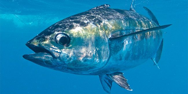 Новини Тернополя - фото з На календарі – 2 травня, Всесвітній день боротьби з астмою та Міжнародний день Гаррі Поттера