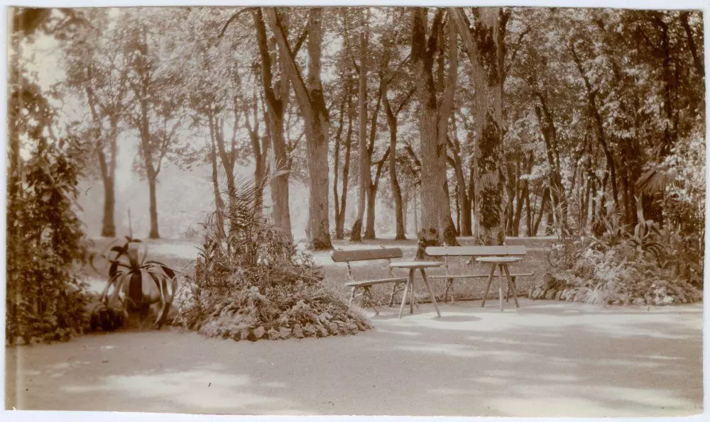 Новини Вінниці - фото з У Вінниці гине П’ятничанський парк, якому понад двісті років: як це коментують нащадки Грохольських